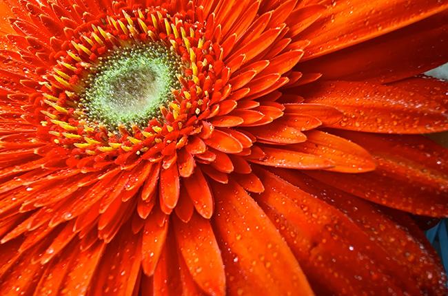 REALME 16 Pro+ Dual 5G Smartphone