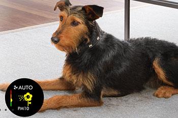 DYSON BP04 Air Purifier Big+Quiet Formal καθαριστής αέρα​ 