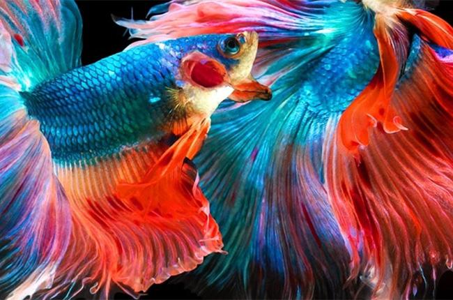 ASUS Vivobook Go 15 laptop