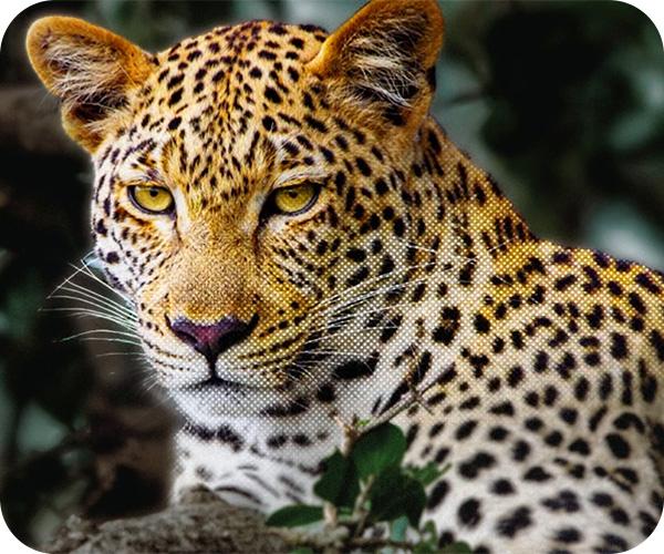  LG G5 OLED evo 4K Smart TV Τηλεόραση εικόνα