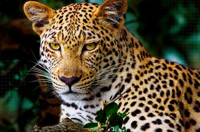 LG G5 OLED evo 4K Smart TV Τηλεόραση 